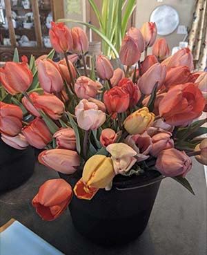 photo of tulips and daffodils
