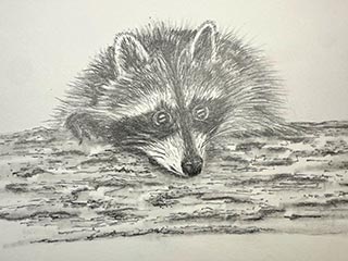 a drawing of a raccoon peering over a log