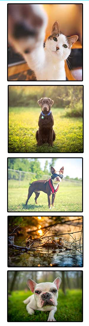 five portraits of pets taken by the instructor; photos inculde 3 dogs, 1 cat, and ducks in water