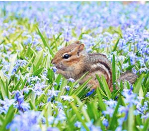 a photo of a chipmunk in a field of blue forget-me-nots