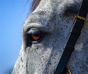 a photo of a horse, which will be used as a reference in an acrylic painting class