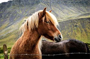 a photo of a horse with a light-colored flowing mane