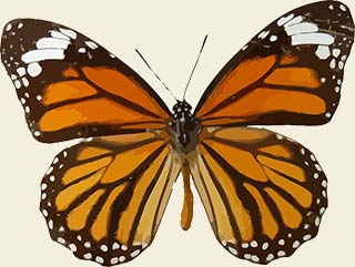 an image of a watercolor of a monarch butterfly