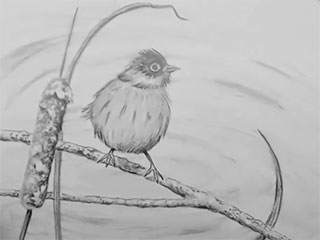 drawing of one bird sitting on a branch near a cattail