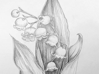 a drawing of a lilly of the valley with three leaves