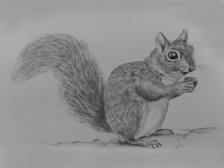 a drawing of a squirrel
