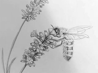 drawing of a bee on lavender flowers
