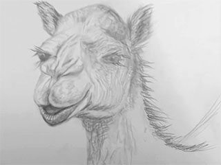 a drawing of a camel's head