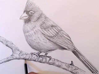 a drawing of a cardinal done in a free drawing class