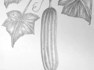 a drawing of a cucumber and cucumber leaves and vines
