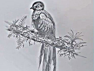 a drawing of a bird with a very long tail on a branch