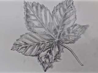a drawing of a fall leaf