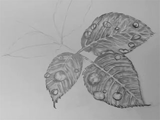 a drawing of three leaves with rain drops